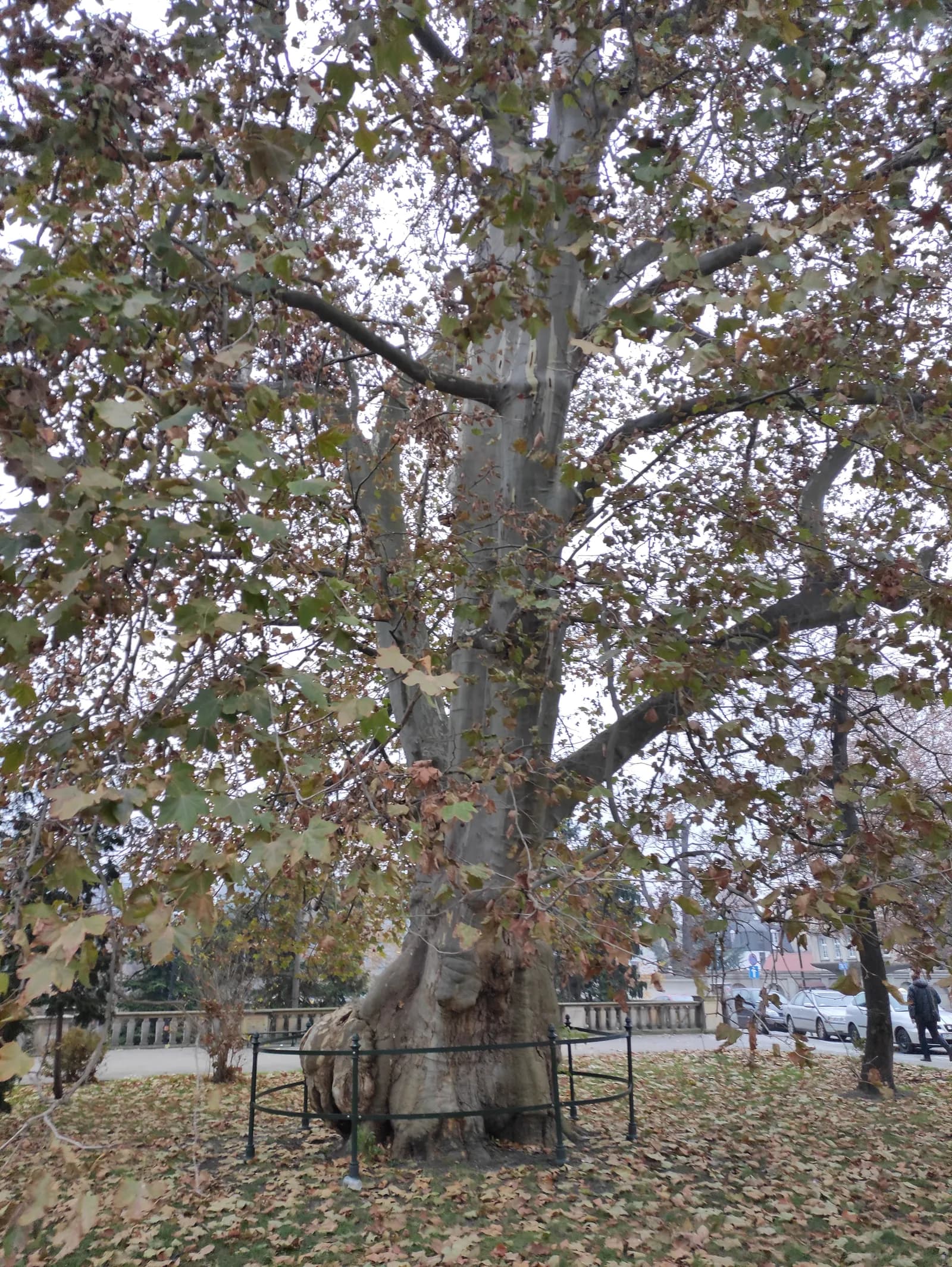 A large, ancient tree with a thick trunk and branches covered in brown and green autumn leaves stands in a park, surrounded by fallen leaves and a metal fence around its base.