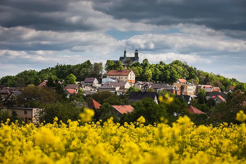 A vibrant yellow field of flowers in the foreground with a town nestled on a hill behind it, featuring various houses and a prominent church with twin spires under a cloudy sky.